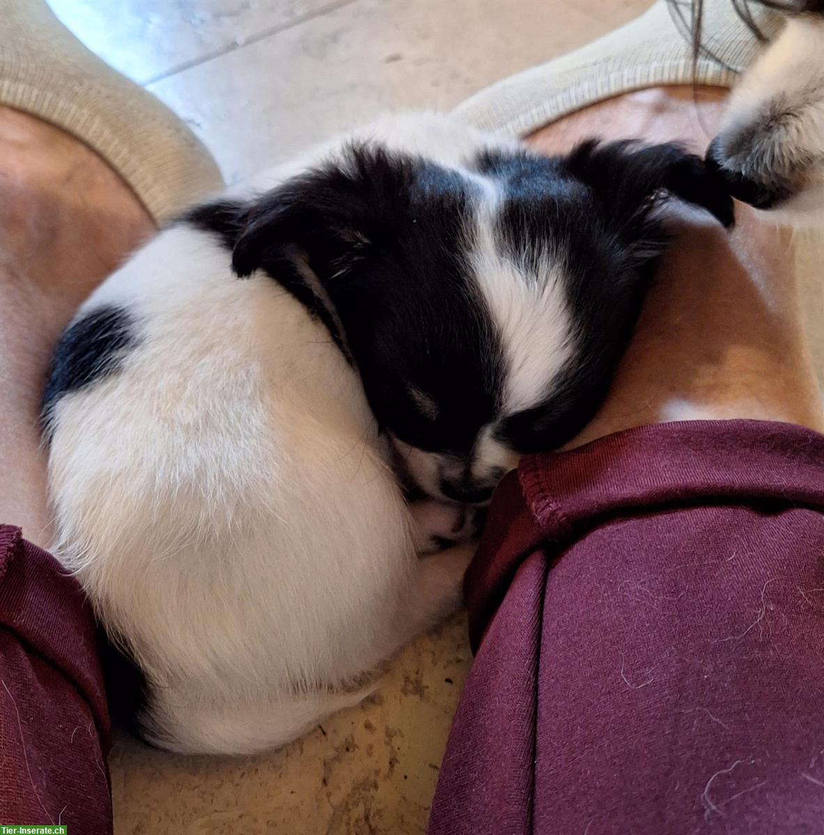 Bild 5: Chihuahua Welpen aus offizieller, kontrollierter CH-Zucht