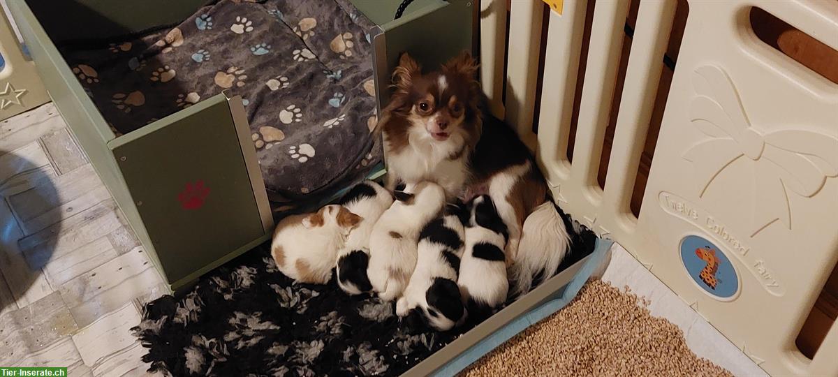 Bild 6: Chihuahua Welpen aus offizieller, kontrollierter CH-Zucht