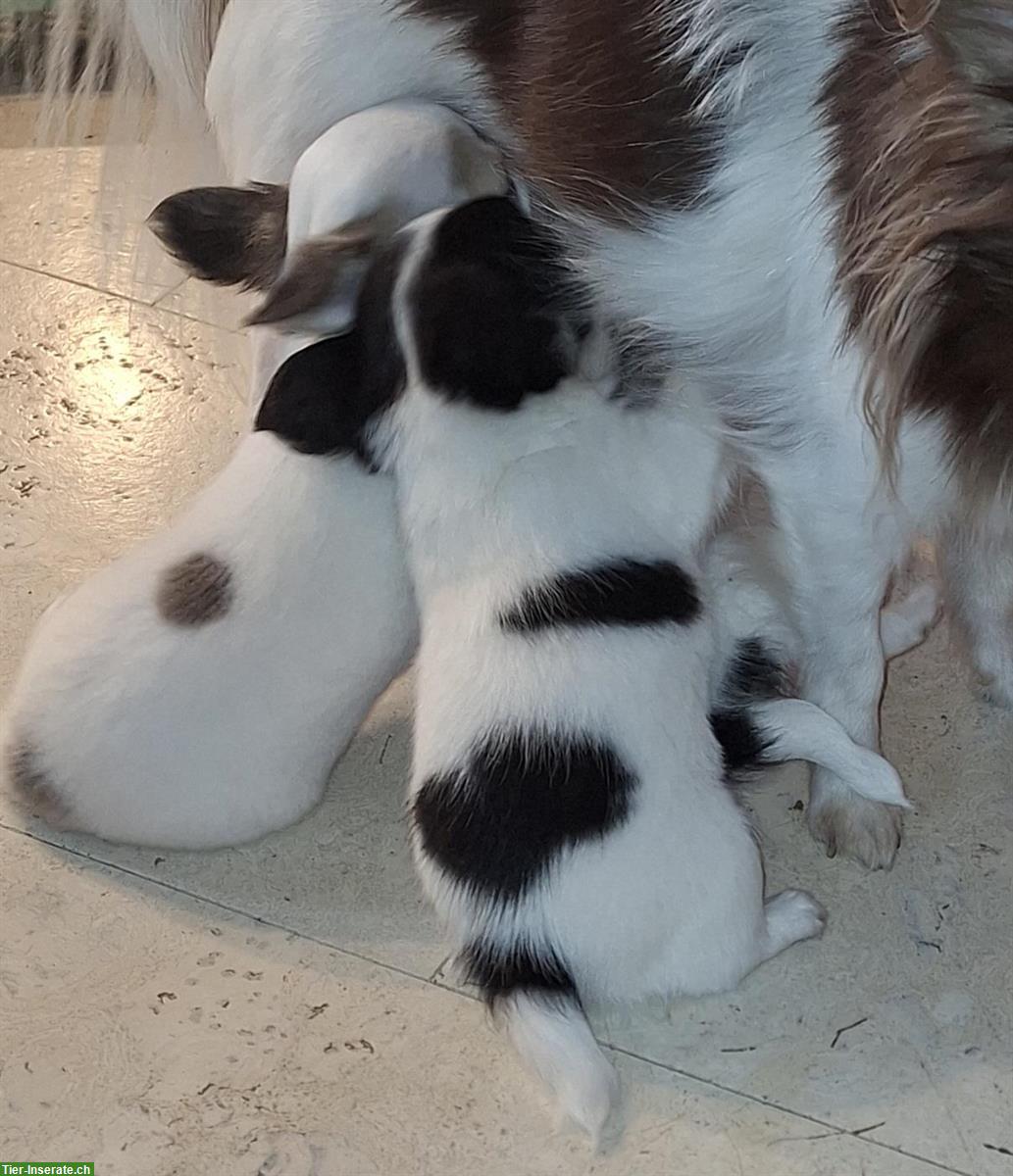 Bild 7: Chihuahua Welpen aus offizieller, kontrollierter CH-Zucht
