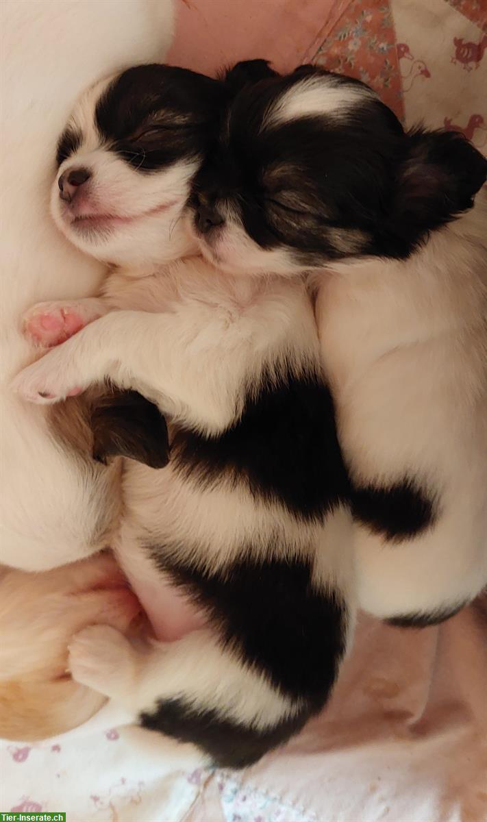 Bild 8: Chihuahua Welpen aus offizieller, kontrollierter CH-Zucht
