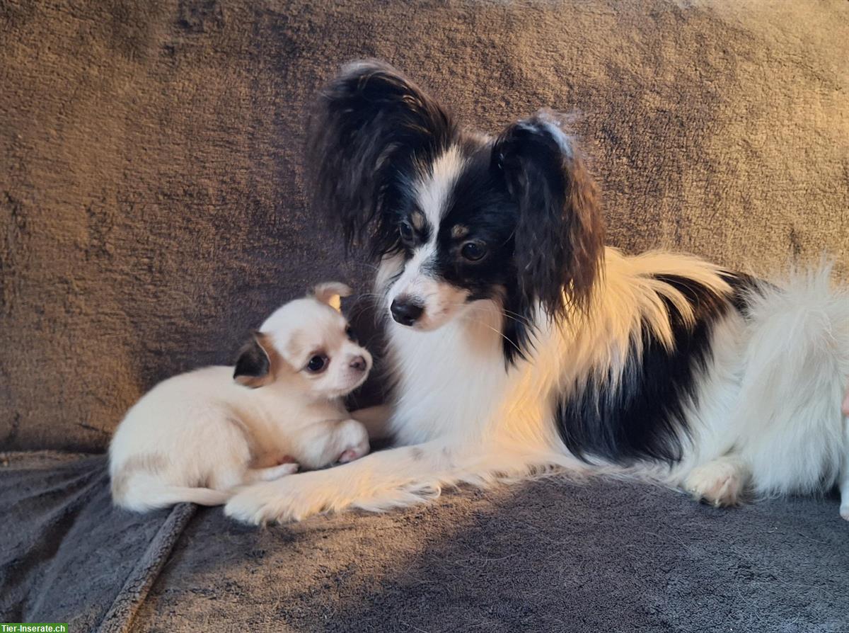 Bild 9: Chihuahua Welpen aus offizieller, kontrollierter CH-Zucht
