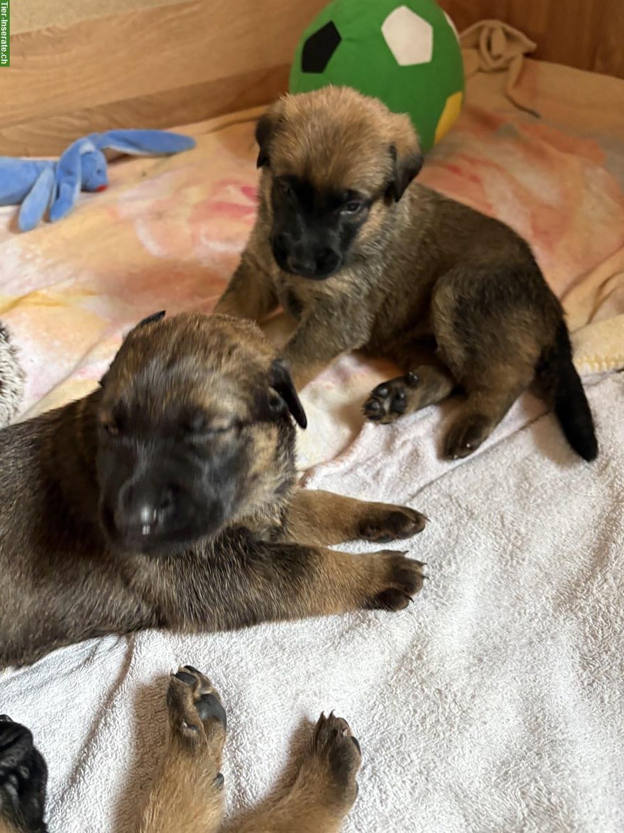 Beauceron x Schäferhund Mix Welpen suchen Zuhause