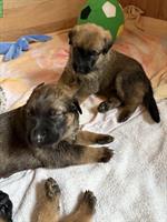 Beauceron x Schäferhund Mix Welpen suchen Zuhause