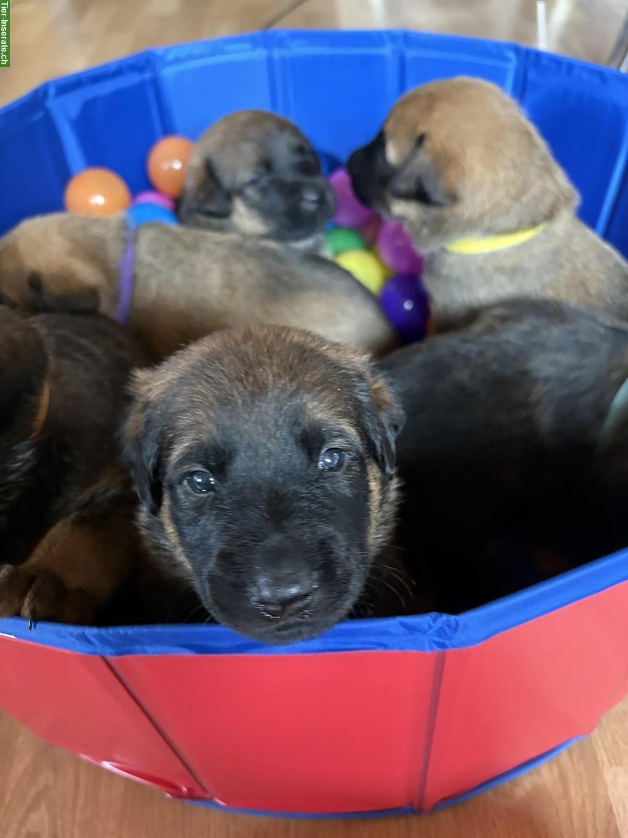 Bild 2: Beauceron x Schäferhund Mix Welpen suchen Zuhause