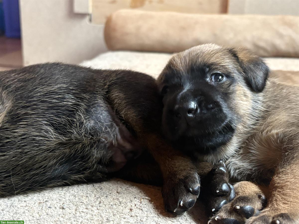 Bild 3: Beauceron x Schäferhund Mix Welpen suchen Zuhause