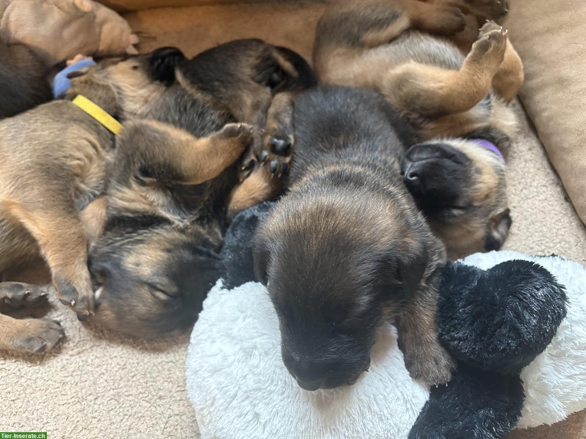 Bild 4: Beauceron x Schäferhund Mix Welpen suchen Zuhause