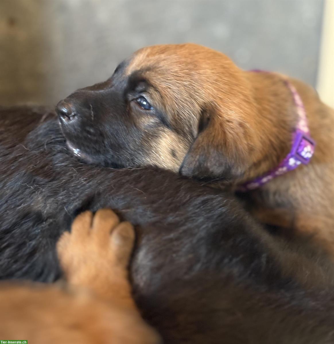 Bild 5: Beauceron x Schäferhund Mix Welpen suchen Zuhause