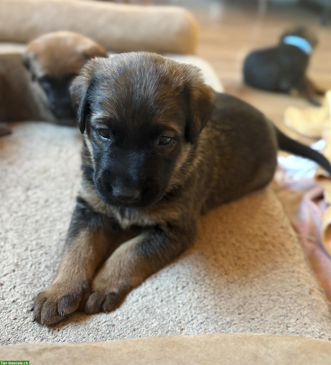 Bild 6: Beauceron x Schäferhund Mix Welpen suchen Zuhause