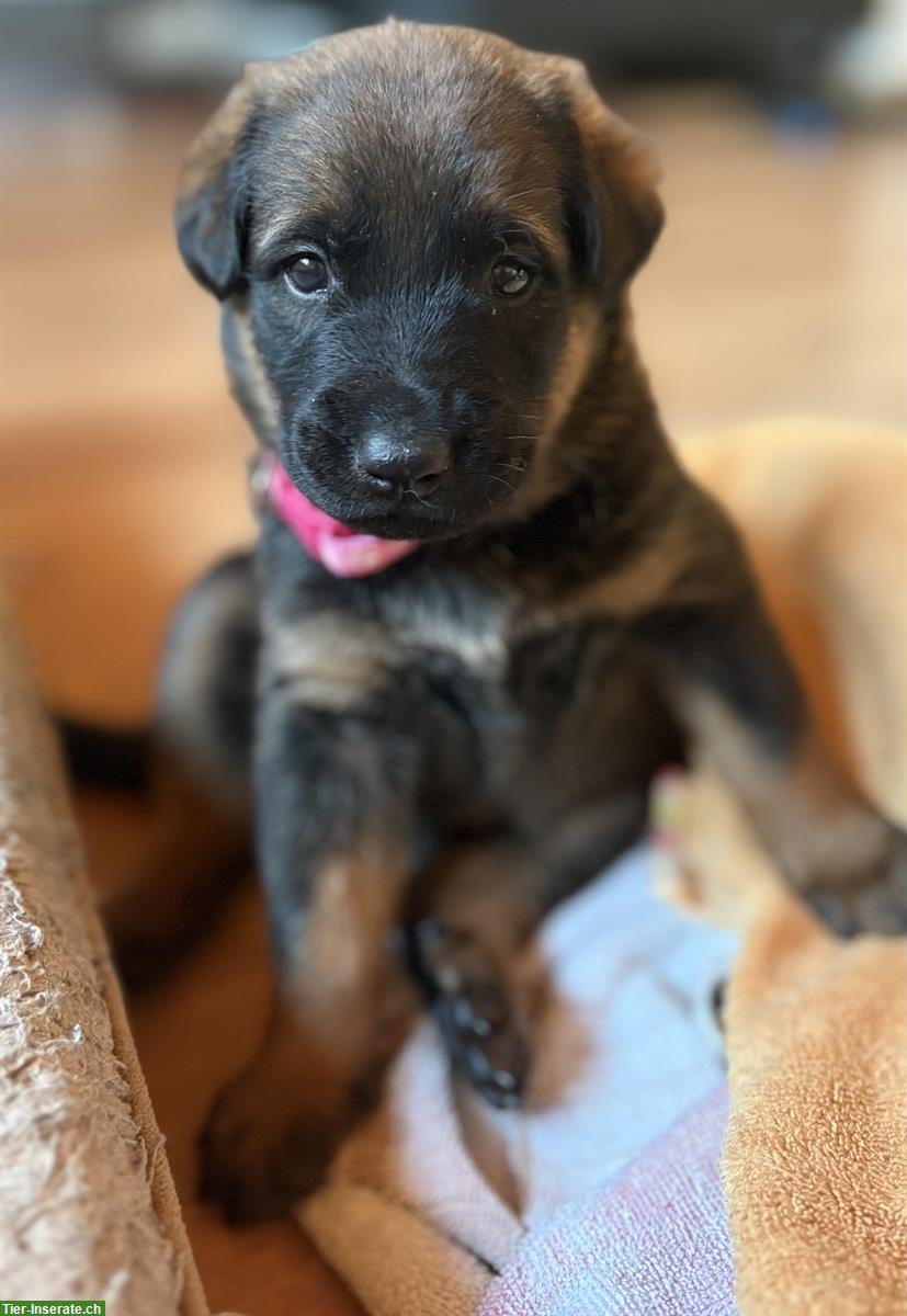 Bild 7: Beauceron x Schäferhund Mix Welpen suchen Zuhause