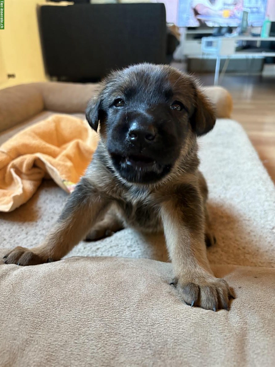 Bild 9: Beauceron x Schäferhund Mix Welpen suchen Zuhause