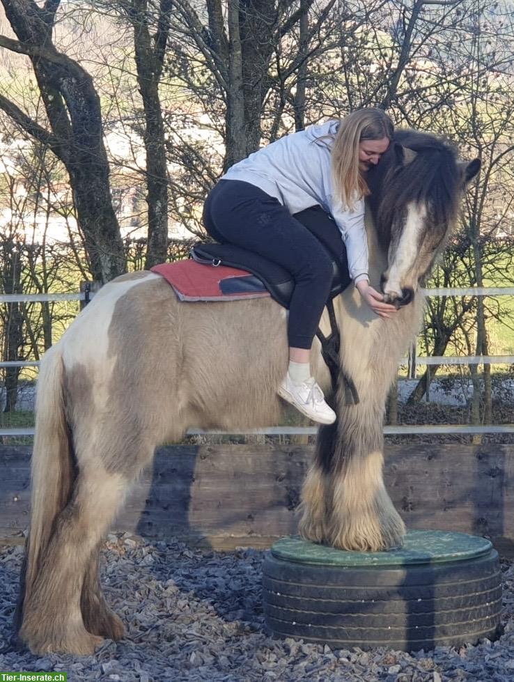 Bild 2: Suche Reitbeteiligung im Raum Boll, Habstetten, Stadt Bern