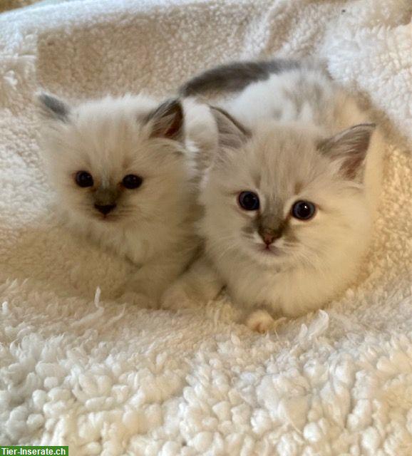 Reinrassige Heilige Birma Kitten in Blue Point + Blue Tabby Point