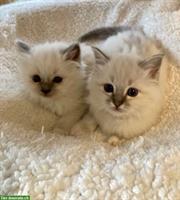 Reinrassige Heilige Birma Kitten in Blue Point + Blue Tabby Point