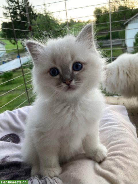Bild 3: Reinrassige Heilige Birma Kitten in Blue Point + Blue Tabby Point