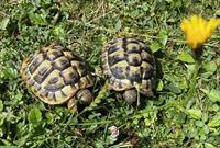 Zwei 3-jährige Landschildkröten zu verkaufen