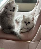 Perser Kitten suchen neues Zuhause