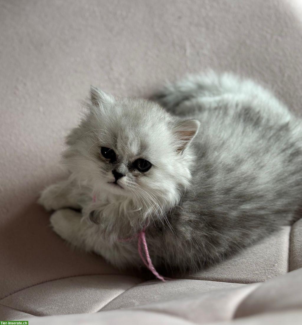 Bild 2: Perser Kitten suchen neues Zuhause