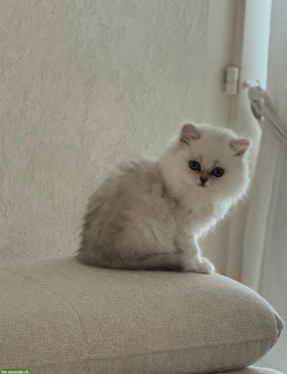 Bild 3: Perser Kitten suchen neues Zuhause