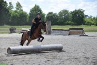 Criollo - Freiberger Pony Wallach, 12-jährig, 141cm