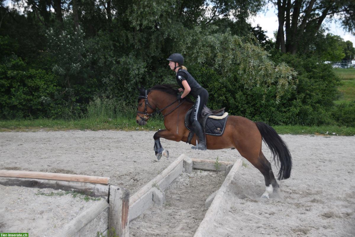 Bild 2: Criollo - Freiberger Pony Wallach, 12-jährig, 141cm