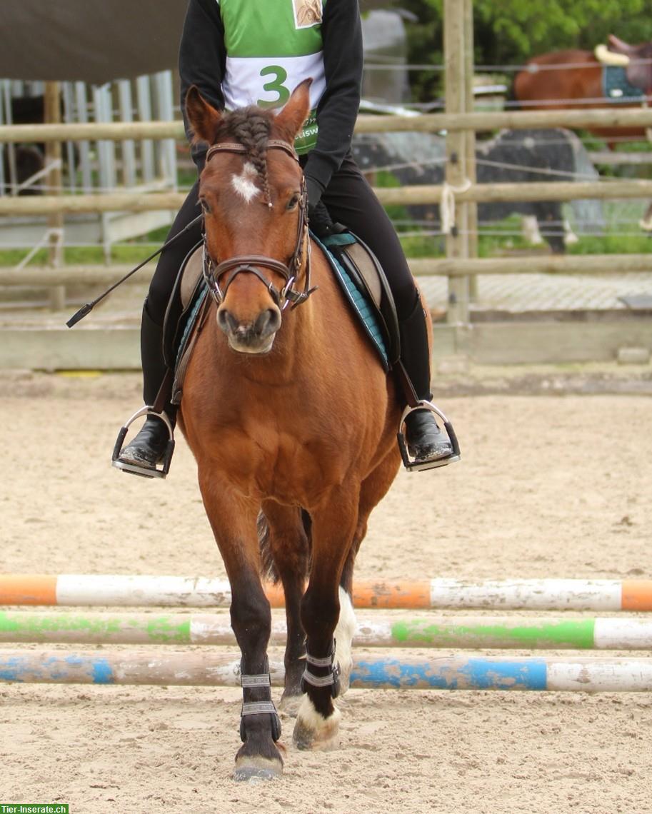 Bild 3: Criollo - Freiberger Pony Wallach, 12-jährig, 141cm