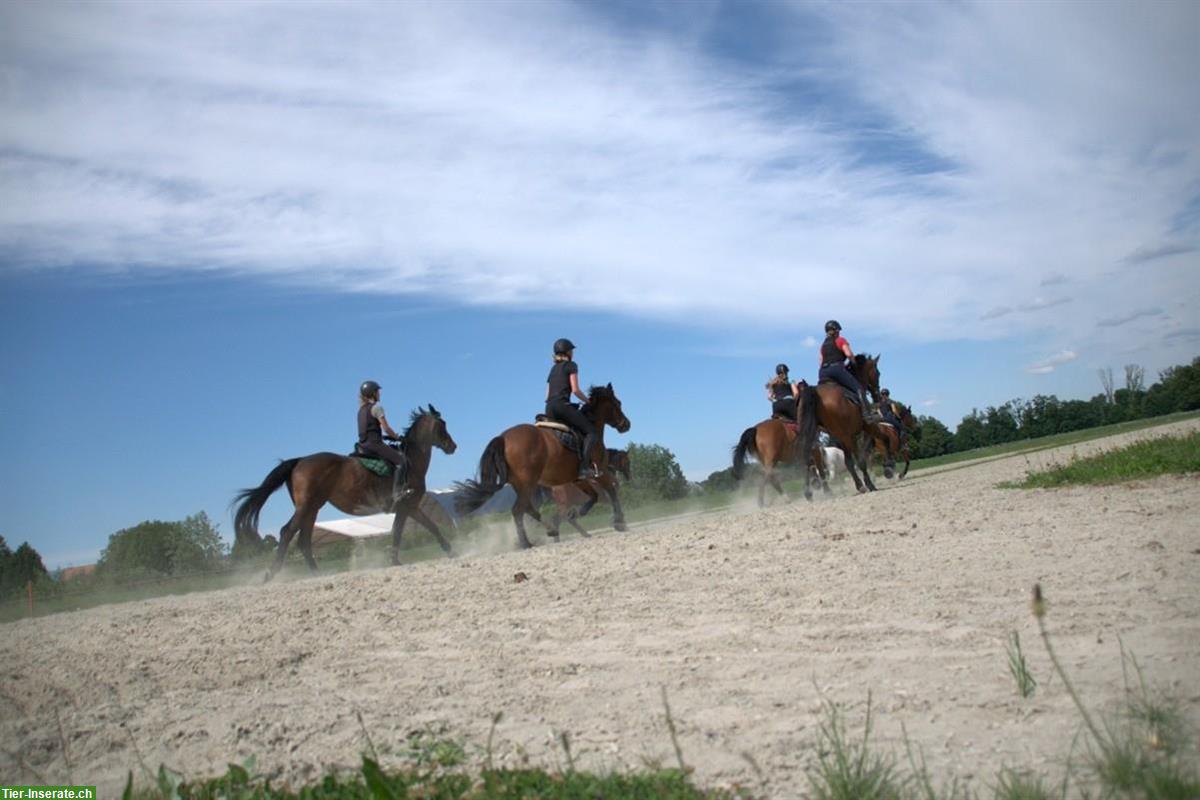 Bild 4: Criollo - Freiberger Pony Wallach, 12-jährig, 141cm