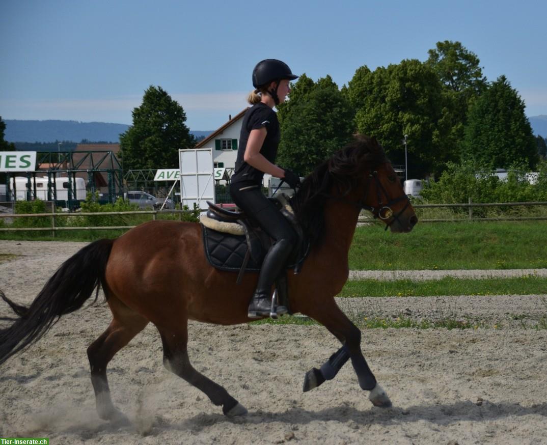 Bild 5: Criollo - Freiberger Pony Wallach, 12-jährig, 141cm