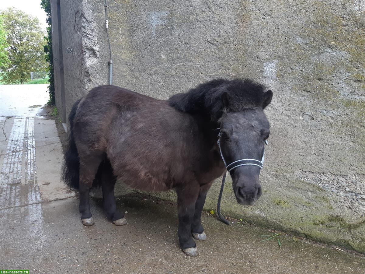 Shetlandpony Stute als Beistellpony zu verkaufen