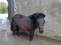 Shetlandpony Stute als Beistellpony zu verkaufen