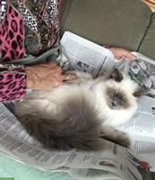 Katze Luna sucht neues Zuhause