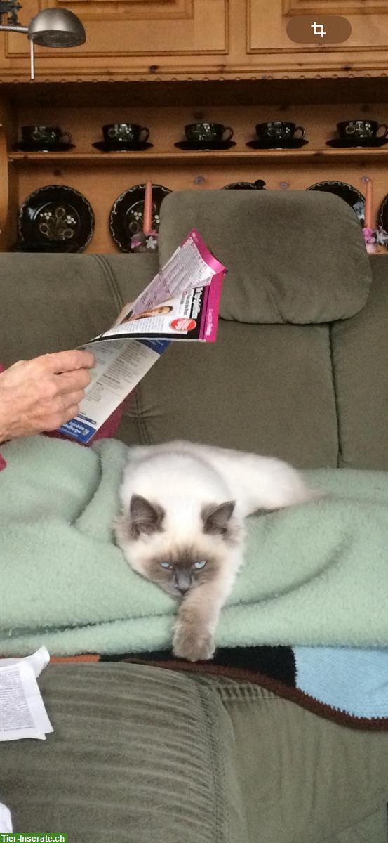 Bild 2: Katze Luna sucht neues Zuhause