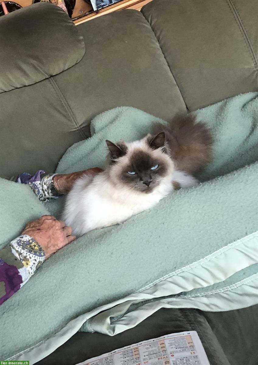 Bild 3: Katze Luna sucht neues Zuhause