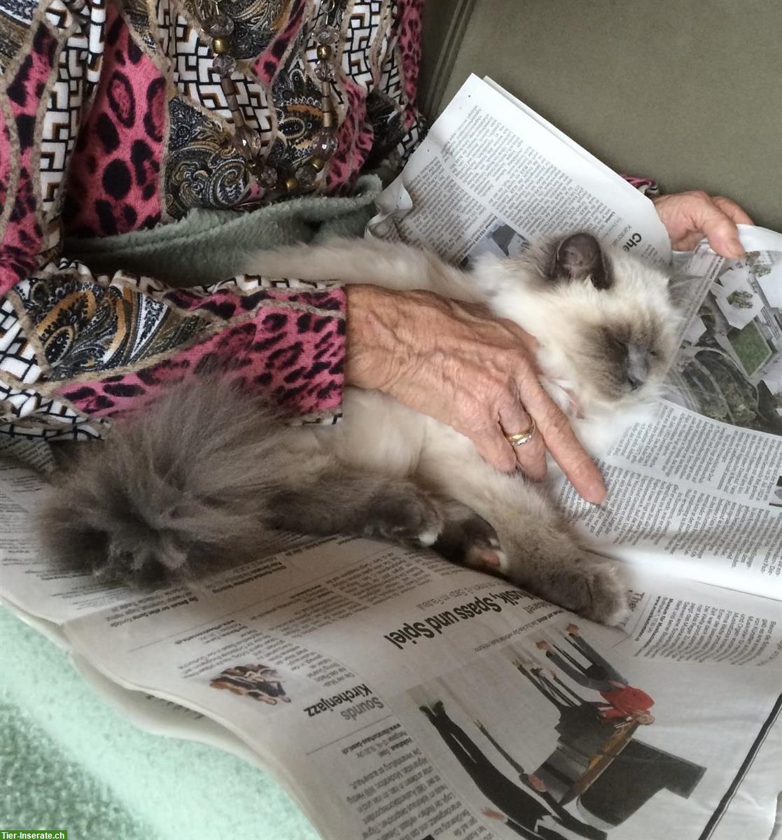 Bild 4: Katze Luna sucht neues Zuhause