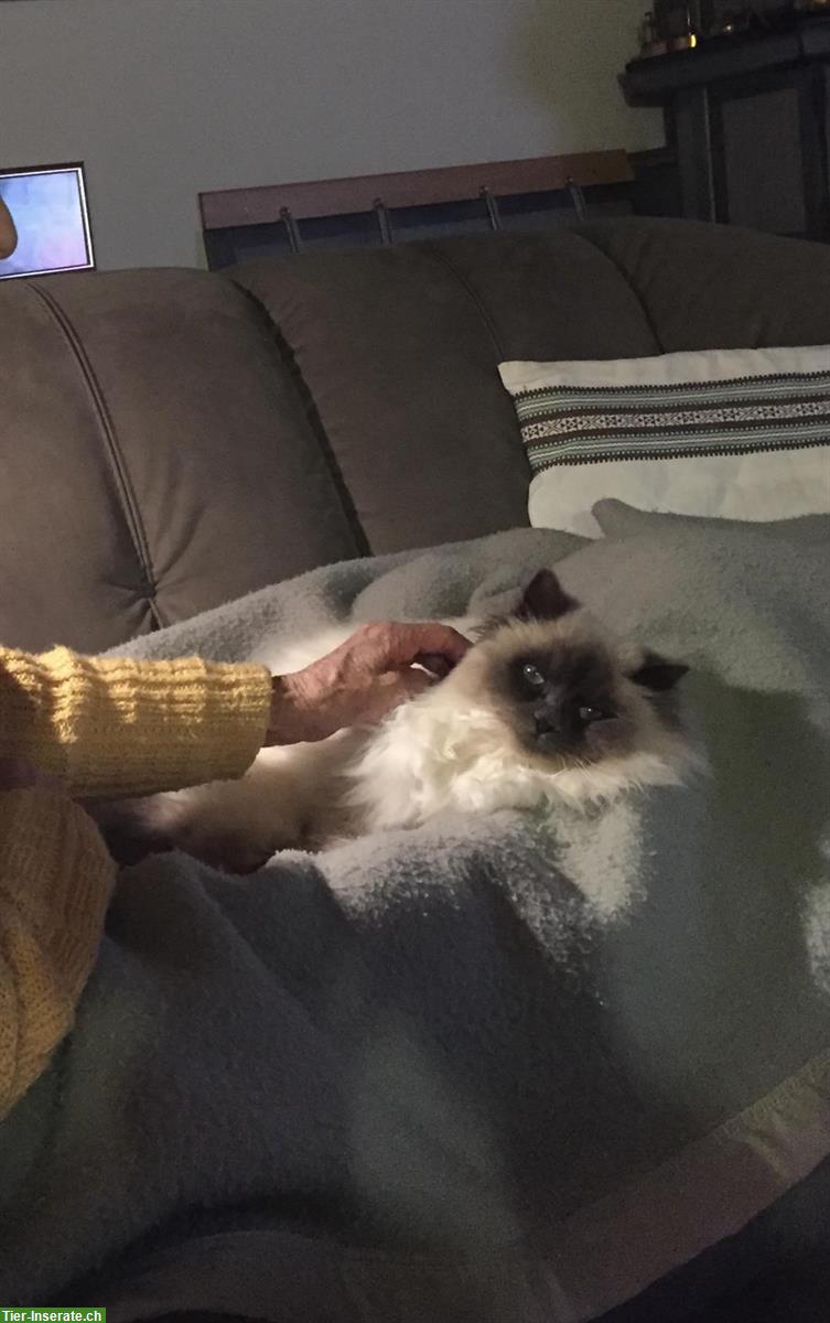 Bild 5: Katze Luna sucht neues Zuhause