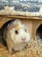 Gratis Meerschweinchen, 3-jährig, weiblich
