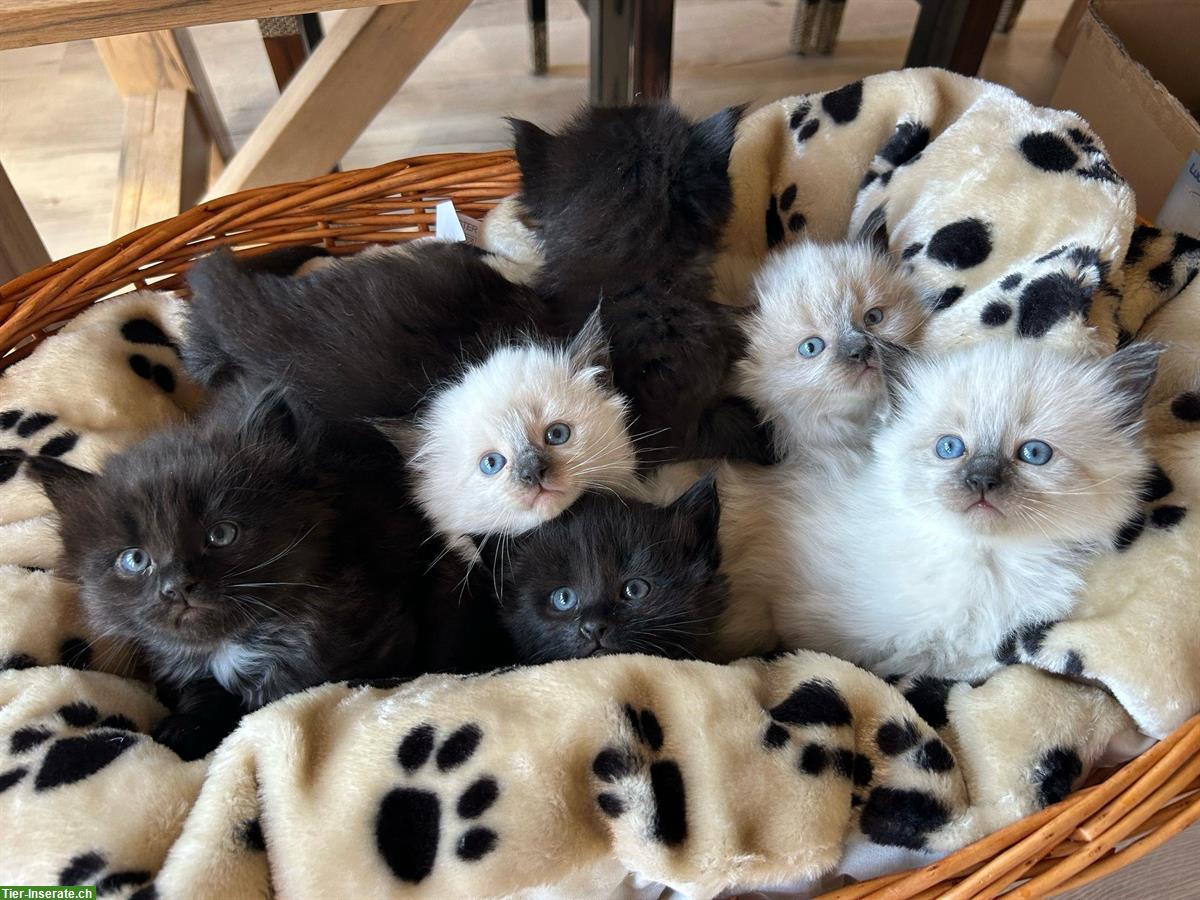 Verschmuste Ragdoll Kitten zu verkaufen