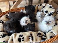 Verschmuste Ragdoll Kitten zu verkaufen