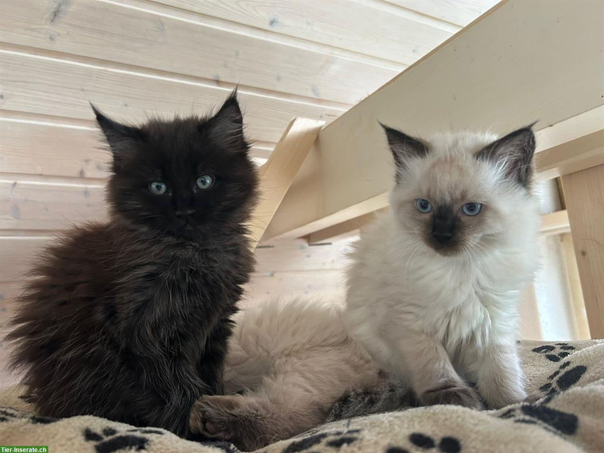 Bild 2: Verschmuste Ragdoll Kitten zu verkaufen