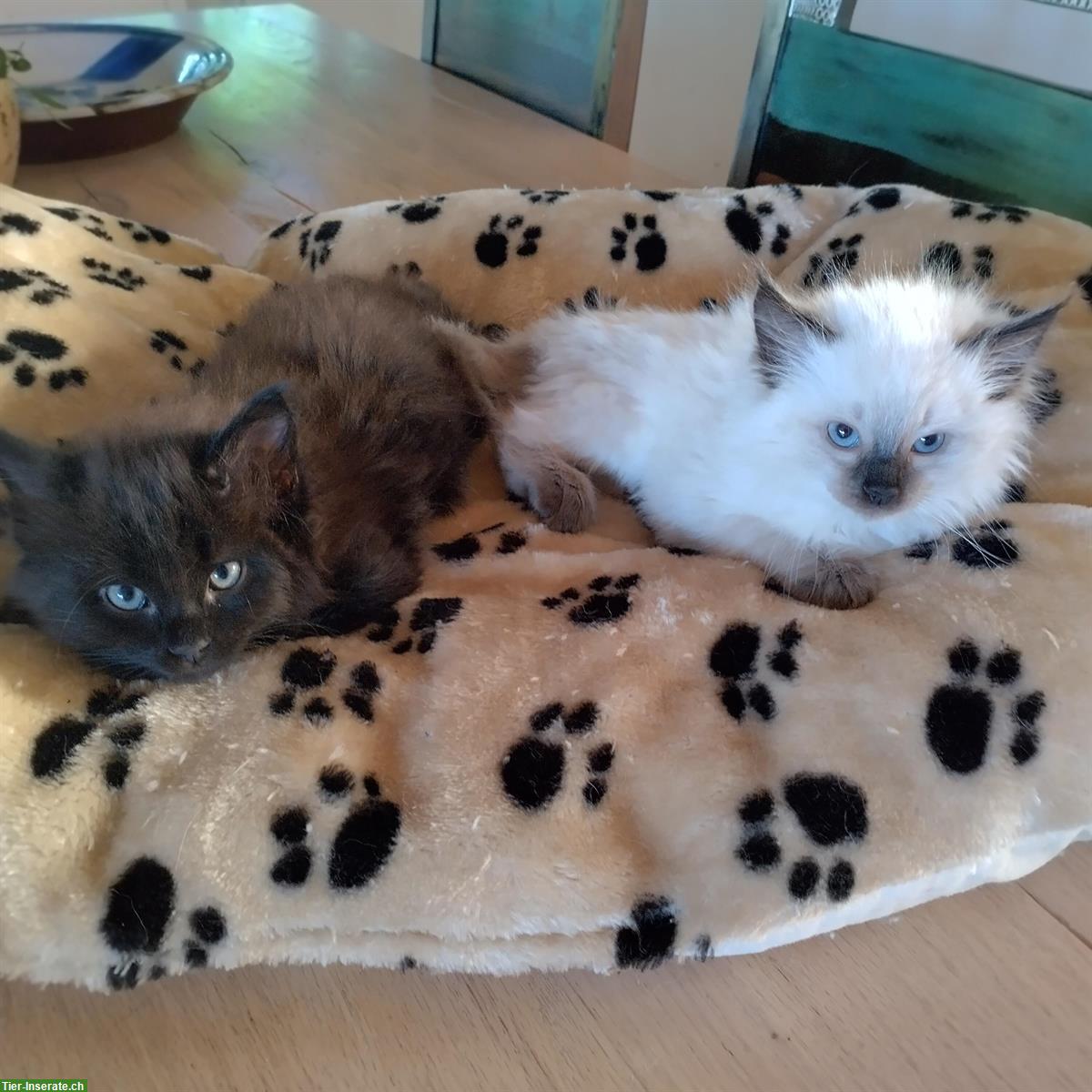Bild 3: Verschmuste Ragdoll Kitten zu verkaufen