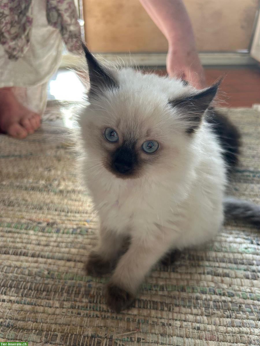 Bild 4: Verschmuste Ragdoll Kitten zu verkaufen