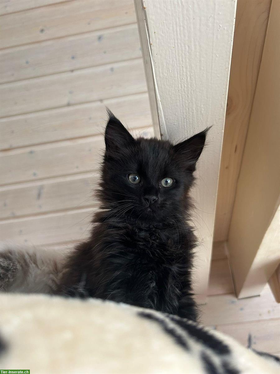 Bild 5: Verschmuste Ragdoll Kitten zu verkaufen