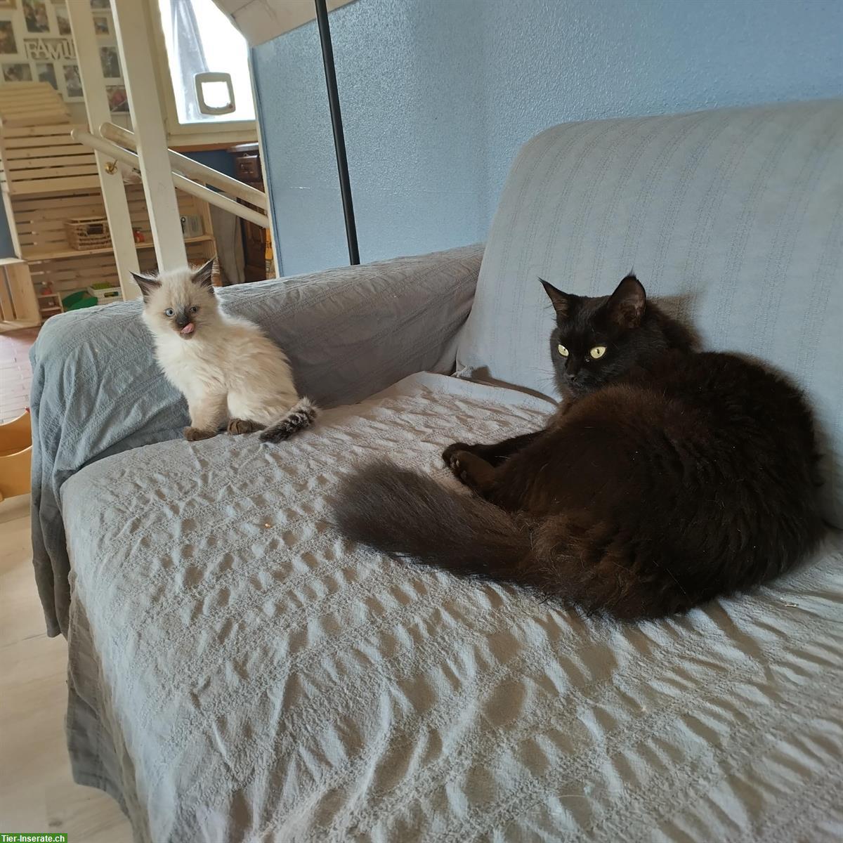 Bild 6: Verschmuste Ragdoll Kitten zu verkaufen