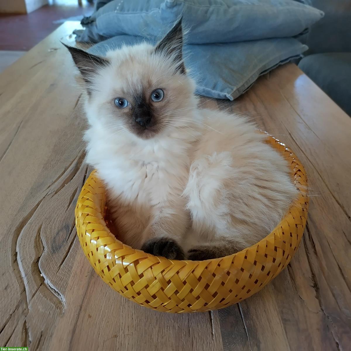 Bild 7: Verschmuste Ragdoll Kitten zu verkaufen