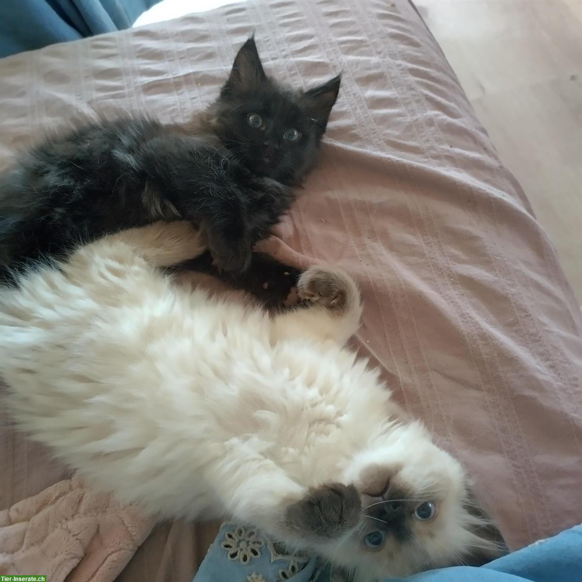 Bild 8: Verschmuste Ragdoll Kitten zu verkaufen