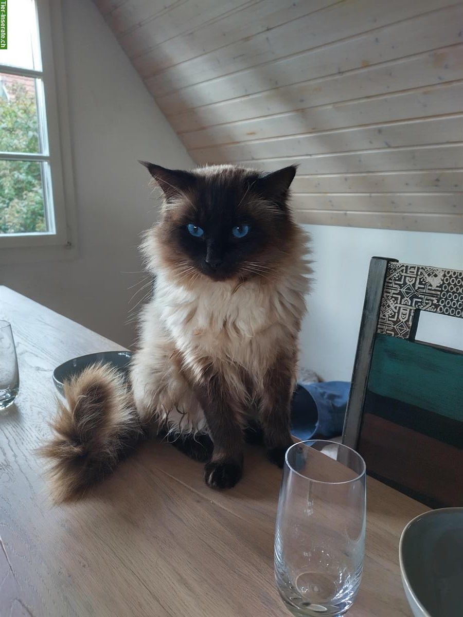 Bild 9: Verschmuste Ragdoll Kitten zu verkaufen