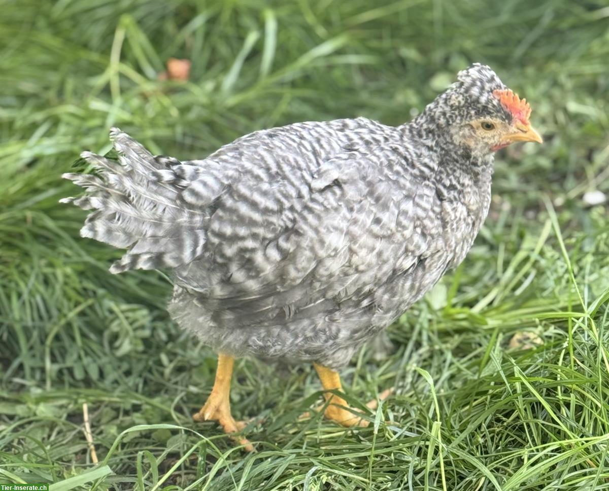Cream Legbar Junghahn abzugeben