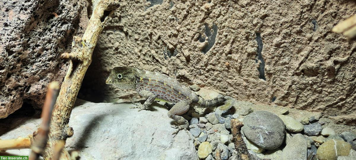 1.0 Pristurus Carteri Masirah mit Terrarium & Zubehör