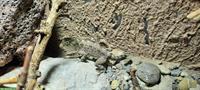 1.0 Pristurus Carteri Masirah mit Terrarium & Zubehör