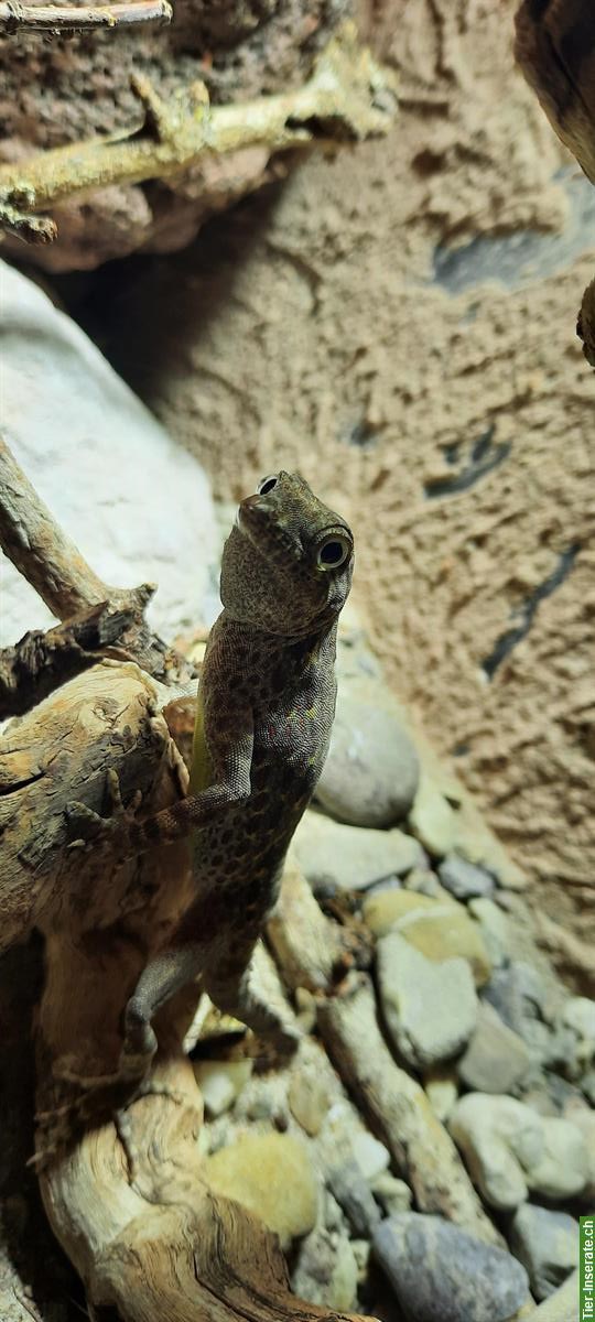 Bild 2: 1.0 Pristurus Carteri Masirah mit Terrarium & Zubehör