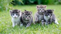 Katzenbaby gesucht für unsere Katze